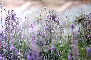 Beautiful detail of scented lavender flowers field perfect Radiant Orchid color
