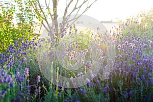 Beautiful detail of scented lavender flowers field