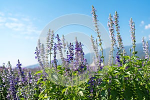 Beautiful detail of scented purple lavender flowers field and purple