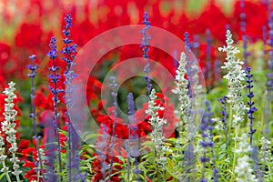 Beautiful detail of scented purple lavender flowers field and red flowers background in the garden,