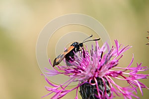 A beautiful detail on six-spot burnet pollinating red clover in nature