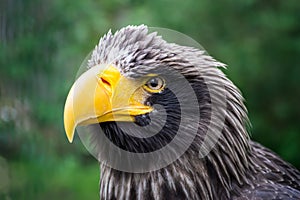 Beautiful detailed close-up portrait of an eagle in its natural habitat