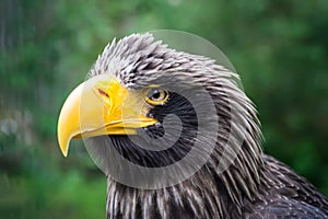 Beautiful detailed close-up portrait of an eagle in its natural habitat