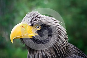 Beautiful detailed close-up portrait of an eagle in its natural habitat