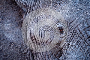 A beautiful detailed close up portrait of an elephant eye and textured face