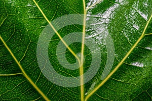 Close up of a shiny green leaf with yellow veins