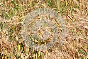 Beautiful and detailed close up view on crop and wheat field textures in northern europe