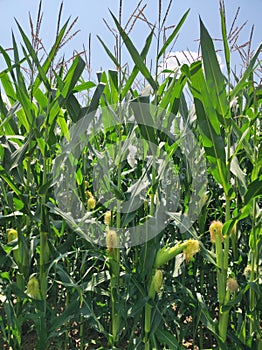 Beautiful detailed cornfield