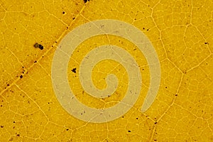 Beautiful detailed golden fall leaf macro - texture