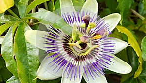 Passiflora incarnata or purple passionflower photo