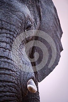 A beautiful and detailed vertical close up portrait of an elephant eye, tusk and trunk