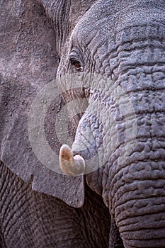 A beautiful and detailed vertical close up profile portrait of an elephant