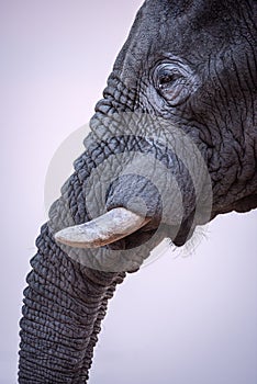 A beautiful and detailed vertical close up profile portrait of an elephant eye, tusk and trunk