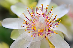 Beautiful details of Pereskia aculeata flower