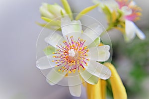 Beautiful details of Pereskia aculeata flower