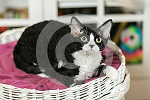 Beautiful devon rex cat is sitting on the scratching post