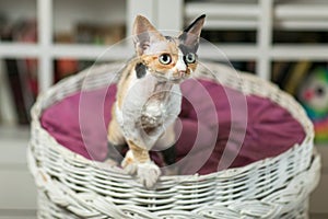 Beautiful devon rex cat is sitting on the scratching post