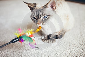 Beautiful Devon Rex feline is sitting at home on the light color carpet and is playing with colorful toy with feathers. Lifestyle