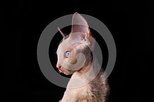 beautiful Devon Rex kitten sits looking to the side on a black background