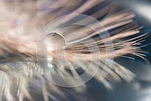 Beautiful dew drop or rain water on the poultry feather closeup with reflection. Blurred soft background in light pink