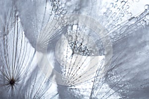 Beautiful dew drops on a dandelion seed macro.