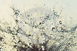 Beautiful dew drops on a dandelion seed macro. Beautiful soft background.