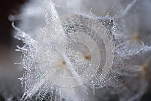 Beautiful dew drops on a dandelion seed macro. Beautiful soft background. Water drops on a parachutes dandelion. Copy space. soft