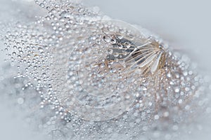 Beautiful dew drops on a dandelion seed macro. Beautiful soft background. Water drops on a parachutes dandelion. Copy space. soft