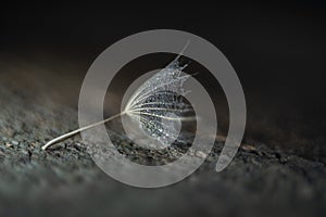 Beautiful dew drops on a dandelion seed macro. Beautiful soft background. Water drops on a parachutes dandelion. Copy space. soft