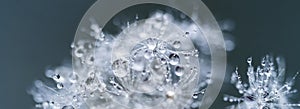 Beautiful dew drops on a dandelion seed macro. Beautiful soft background. Water drops on a parachutes dandelion. Copy space. soft