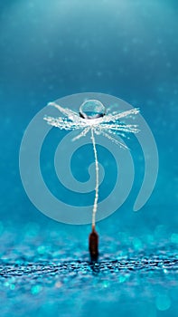 Beautiful dew drops on a dandelion seed macro. Beautiful soft background. Water drops on a parachutes dandelion. Copy space. soft