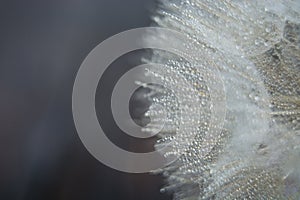 Beautiful dew drops on a dandelion seed macro. Beautiful soft blue background. Water drops on a parachutes dandelion. Copy space.