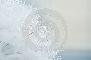 Beautiful dew drops on a dandelion seed macro. Beautiful soft blue background. Water drops on a parachutes dandelion. Copy space.