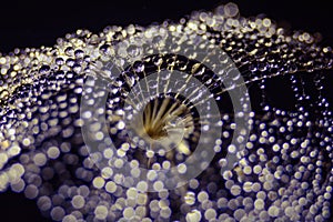 Beautiful dew drops on a dandelion seed macro. Beautiful soft dark background. Water drops on parachutes dandelion