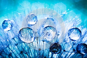 Beautiful dew drops on a dandelion seed. Macro. Beautiful soft light blue and violet background. Selective focus