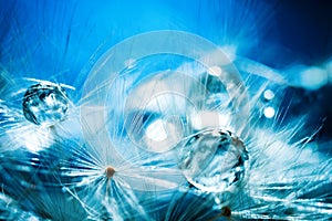 Beautiful dew drops on a dandelion seed. Macro. Beautiful soft light blue and violet background. Selective focus