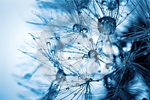 Beautiful dew drops on a dandelion seed. Macro. Beautiful soft light blue and violet background. Selective focus