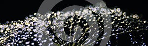 Beautiful dew drops on dandelion seed macro. Macro soft dark background.