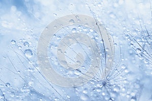 Beautiful dew drops on a dandelion seed macro. Beautiful soft background. Water drops on a parachutes dandelion. Copy space. soft