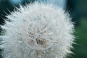 Beautiful dew drops on a dandelion seed macro. Beautiful soft background. Water drops on a parachutes dandelion. Copy space. soft