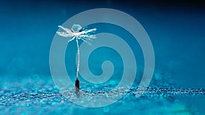 Beautiful dew drops on a dandelion seed macro. Beautiful soft background. Water drops on a parachutes dandelion. Copy space. soft