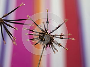 Beautiful Dew Drops on Dandelion Seeds Macro.