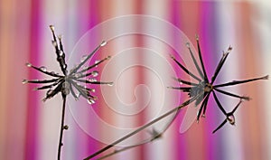 Beautiful Dew Drops on Dandelion Seeds Macro.