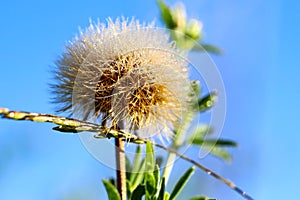 Beautiful dew drops on dandelion seeds macro at sunrise close up. soft background. Water drops on dandelion parachutes.