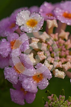 Beautiful dew drops early field flowers lilac macro morning