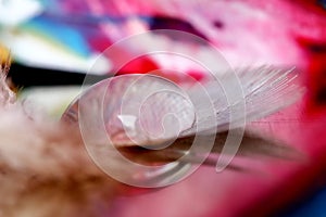dew on feather close up for beautiful abstracrt background