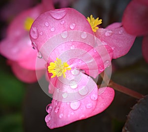 Beautiful dew kissed pink petite flowers