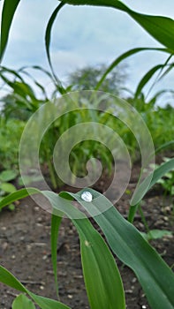 Beautiful dewdrop on green leaves