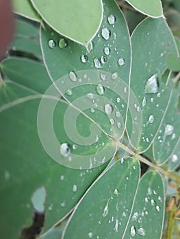 This is a beautiful dewdrop's,in the village of Ambegaon maharashtra india,
