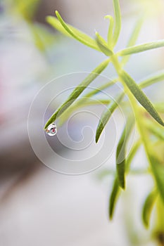 a beautiful dewdrop at the tip of a leaf after the rain